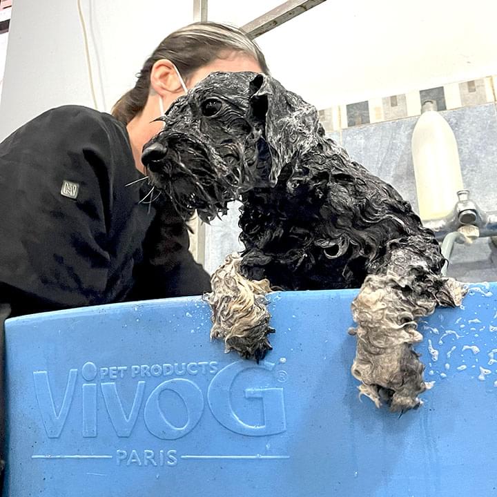 Baño tras precorte en Peluquería canina Canessa, Madrid